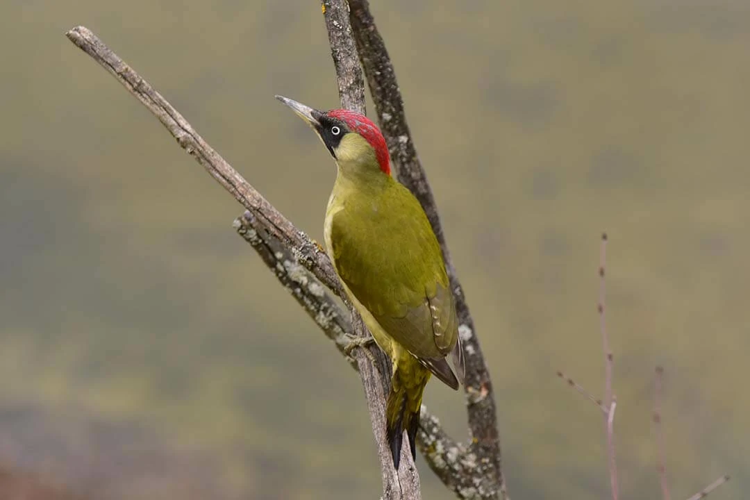 Elliot's Woodpecker